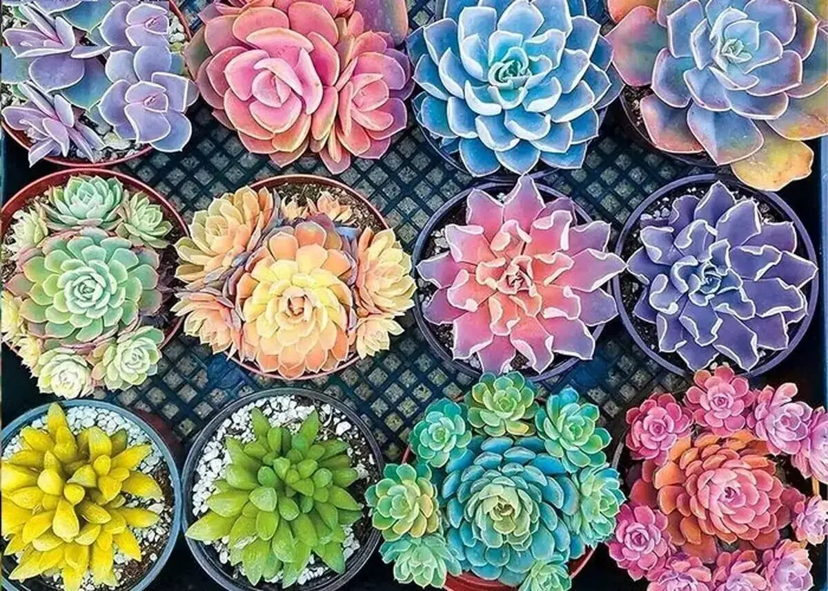 گیاهان مناسب هوای سرد