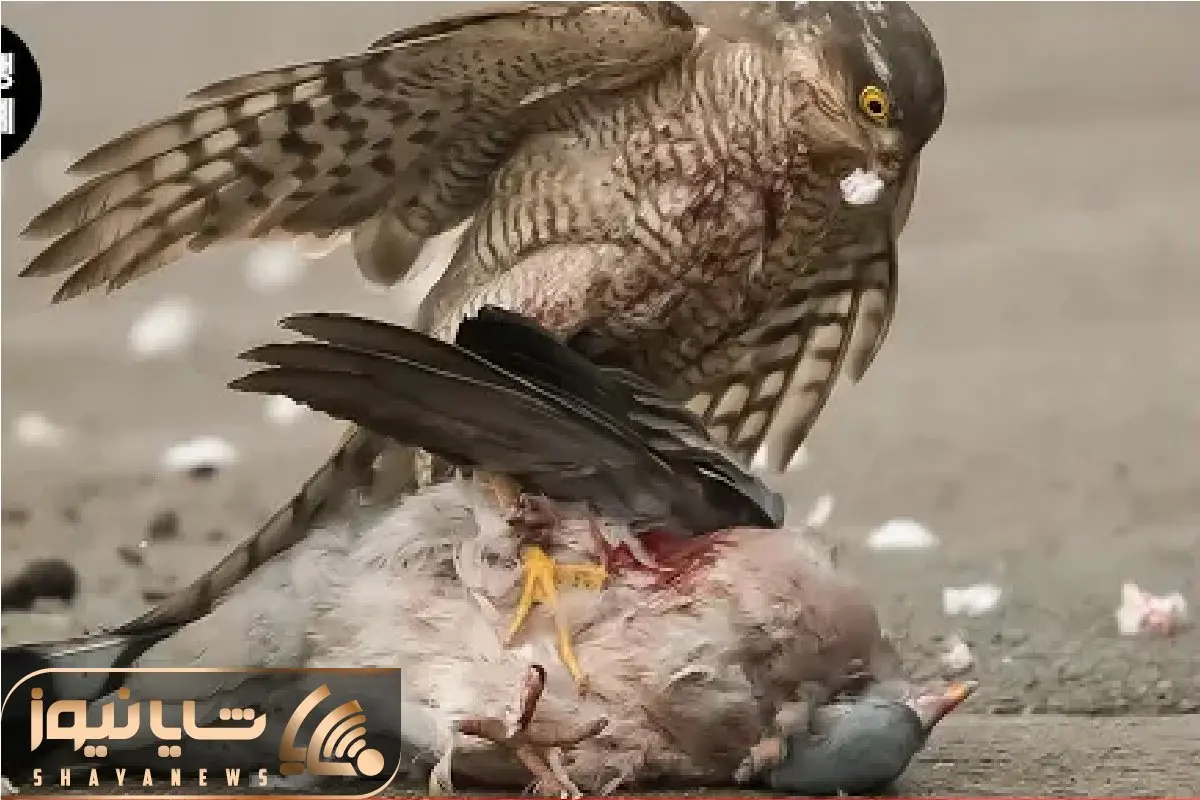 مستند حیات وحش؛ تجاوز شاهین هوسباز به لانه پرنده برای شکم چرانی