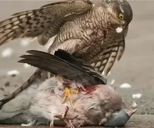 مستند حیات وحش؛ تجاوز شاهین هوسباز به لانه پرنده برای شکم چرانی