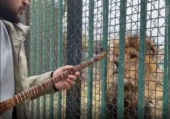 شیر در باغ وحش با صدای تارنوازی مردی خودش را به او رساند و از پشت قفس نشست گوش داد