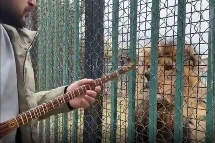 شیر در باغ وحش با صدای تارنوازی مردی خودش را به او رساند و از پشت قفس نشست گوش داد
