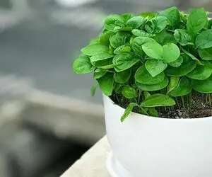 ایده های خلاقانه؛ بیا بهت بگم هر سبزه رو کی بذاری که تا عید دراز دراز و بی قواره نشه
