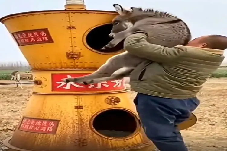 فرآوری الاغ؛ حیوون بی زبون رو کرد تو دستگاه سوسیس پشمی تحویل گرفت