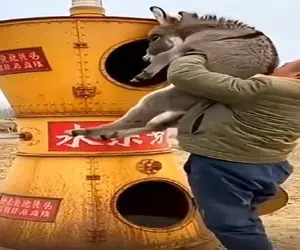 فرآوری الاغ؛ حیوون بی زبون رو کرد تو دستگاه سوسیس پشمی تحویل گرفت