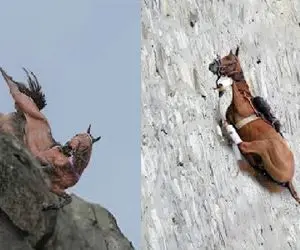 مستند حیات وحش؛ حیواناتی که اعتقاد به جاذبه نداشتند تاوانش را می دهند