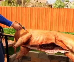 کباب خوک؛ خوک غول پیکر 100 کیلو گرمیو به سیخ کشیدن و فرزکاری کردن مثل ندیده ها بلعیدن