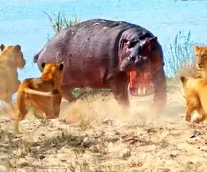 جذابیت های حیات وحش؛ اسب آبی از شدت عصابنیت یه گله شیر دید رفت پاچه شون بگیره