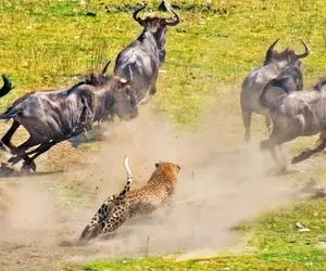 (ویدئو) از جذابیت های حیات وحش؛ پلنگ حریف غول پیکر رو یه لقمه چَپِش کرد!