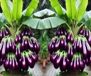 کشاورزی نوین؛ تخم بادمجون و مواد ترکیب کرد کاشت تو گلدون و درختش درومد