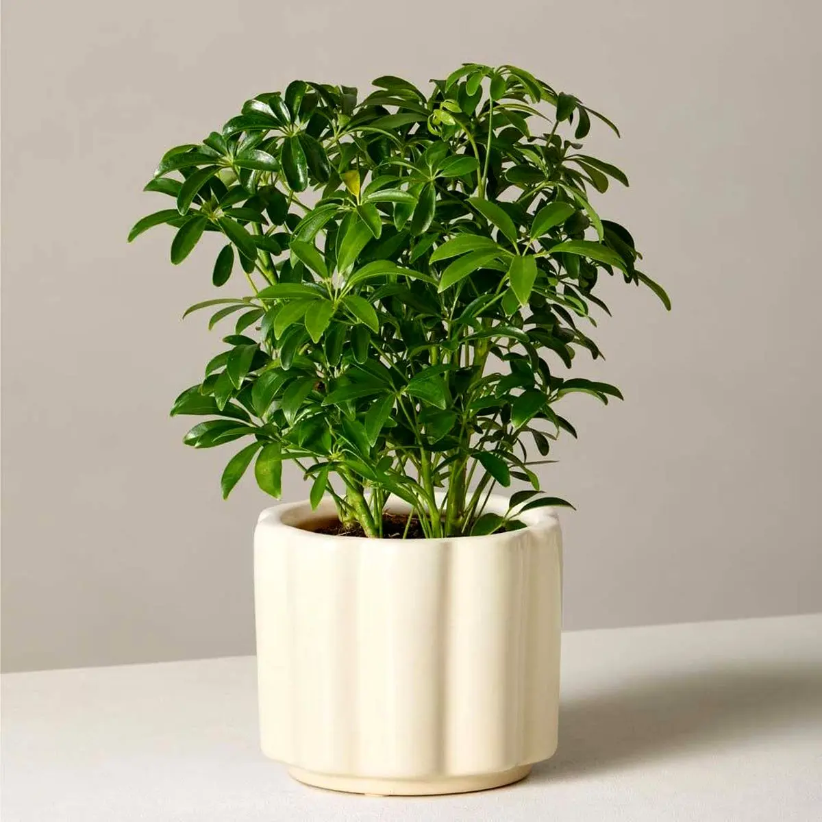 گیاهان آپارتمانی سخت جان در سرما