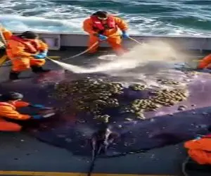 مستند کاوش؛ عملیات ویژه پاک‌سازی و نگهداری از سفره‌ماهی عظیم‌الجثه با تیم تخصصی