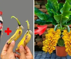 کشاورزی نوین؛ تکنیک فوق العاده ویژه برای تکثیر موز با کوکاکولا / به ذهنم خطور نمیکرد