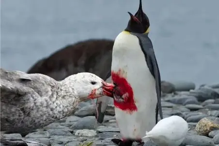 مستند حیات وحش؛ پرنده دهن گشادشو باز میکنه پنگوئن ببلعه