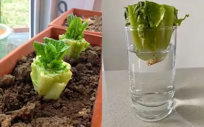  راز پرورش کاهو با ته مانده آن/ کاهو بکارید، بخورید، دوباره بکارید بدون هزینه و دردسر