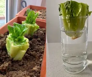  راز پرورش کاهو با ته مانده آن/ کاهو بکارید، بخورید، دوباره بکارید بدون هزینه و دردسر