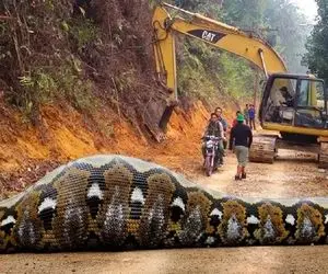 جذابیت های حیات وحش؛ مار پیتون غول که اگه نخواد جُم بخوره جرثقیل هم حریف نیست