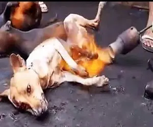فرآوری سگ؛ سگ‌ها رو حلق آویز میکنن خفه که شدن گردنشو میزنن رو آتیش کباب میکنن