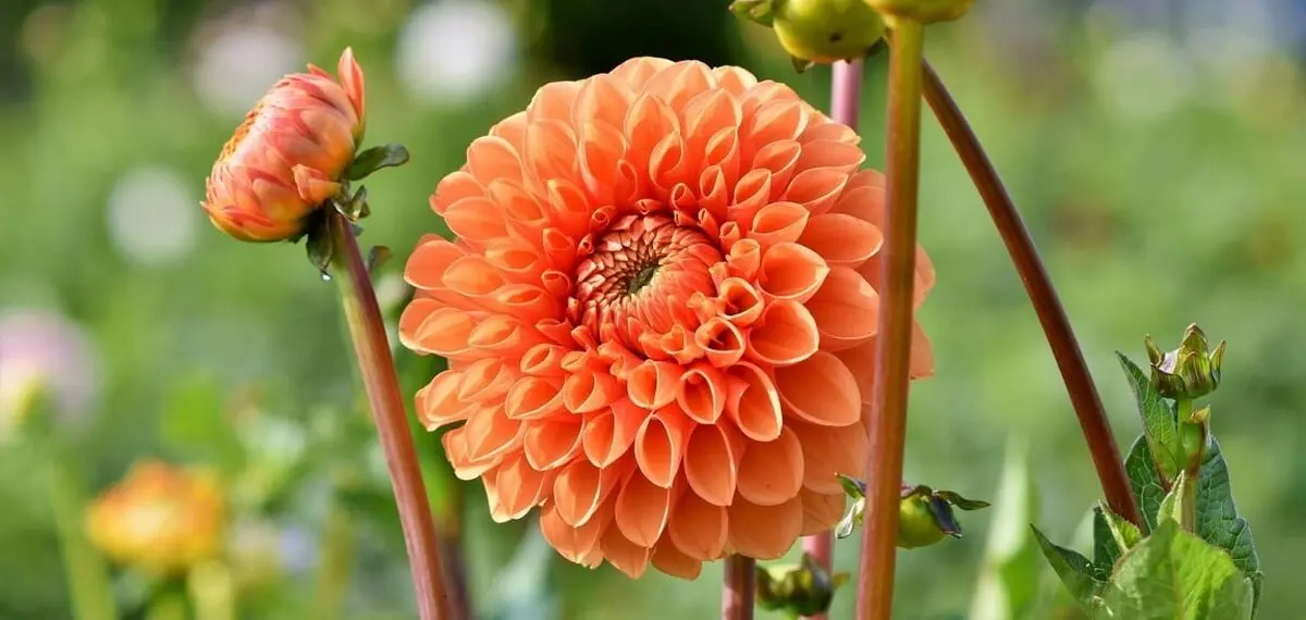 dahlia-orange