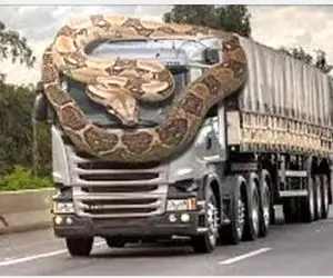 حیوانات غول پیکر؛ مار دو سر فکر کرد کامیون غذاست پیچید دورش با بارش بلعیدش