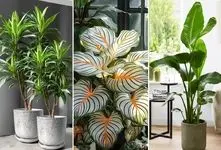 گیاهان آپارتمانی لاکچری و اعیونی جهت شاهانه نشون دادن دکوراسیون؛ مختص منازل ثروتمندان