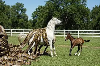 حیات وحش مصنوعی؛ اسب شجاع برای نجات مادرش سفیدش از چنگ انبوه مارها کمک آورد