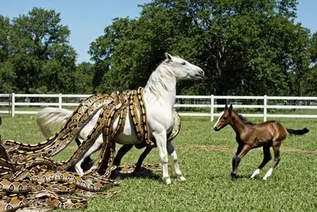 حیات وحش مصنوعی؛ اسب شجاع برای نجات مادرش سفیدش از چنگ انبوه مارها کمک آورد