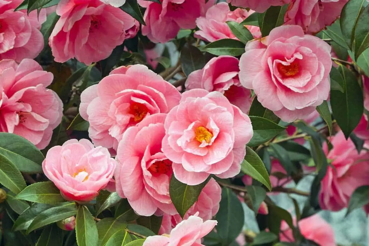 گیاهان مختص فضای باز در سرما