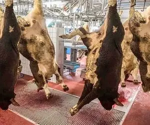 فرآوری گاو؛ بزرگ ترین مزرعه پرورش گاو که گاو ها هزار هزار میان و سلاخی میشن