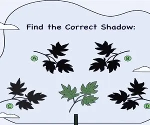 بازی فکری؛ اگه با هوشت اولدورم بولدورم میکنی و کت باز میکنی سایه ی واقعی برگ کدومه؟