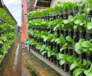 کشاورزی نوین؛ بطری های پلاستیکی رو چسبوندن به دیوار تو خیابون توش سبزی کاشت