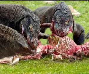 صحنه دهشتناک؛ کومودوهای سفاک بعد کندن پای صاحبشون فقط استخوناشو نخوردن