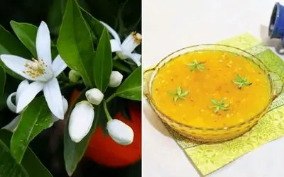 طرز تهیه مسقطی بهار نارنج / خوش عطر و طعم ترین دسر برای روزهای بهاری