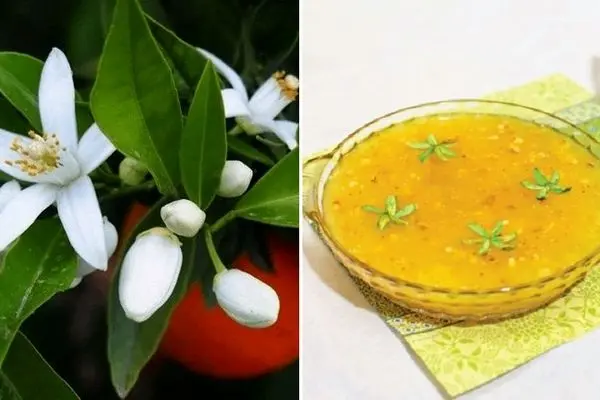 طرز تهیه مسقطی بهار نارنج / خوش عطر و طعم ترین دسر برای روزهای بهاری