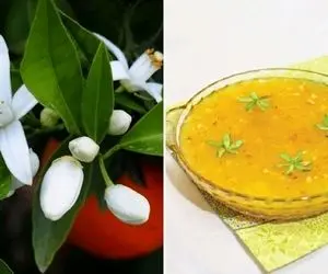 طرز تهیه مسقطی بهار نارنج / خوش عطر و طعم ترین دسر برای روزهای بهاری