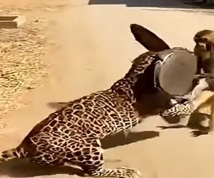 معماری طبیعت؛ میمون پلنگ رو اسباب بازی خودش کرد