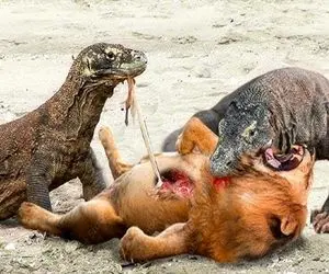 از بدایع حیات وحش؛ کومودو سفاک حنجره شیر و پاره و ریه و نایشو کشید بیرون خورد