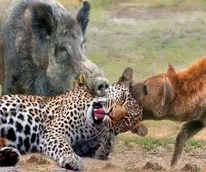 شاهکار حیات وحش؛ کفتار و گراز افتادن به جون پلنگ یکی حلقشو جویید یکی گوششو