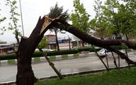 چندین درخت بر اثر طوفان امروز کرج شکسته شدند