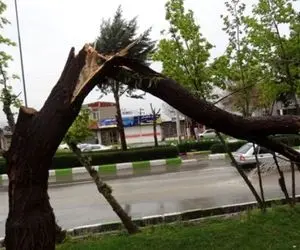 چندین درخت بر اثر طوفان امروز کرج شکسته شدند
