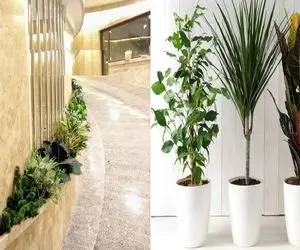 گیاهان مناسب پارکینگ / هم تاریکی این فضا رو دوام میارن هم سرمای پارکینگ رو در زمستان 