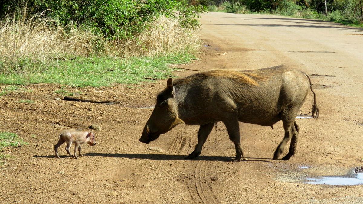 Mavis-Crundwell_020-Mother-piglet-who-was-grazing-across-the-road-walked-to-her-piglet-edited-2048x1152
