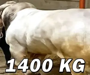 حیوانات غول جثه؛ بزرگ ترین و سنگین ترین گاو نر ایتالیا که 1400 کیلو وزن داره