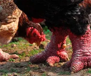 عجایب روزگار؛ هورمون گرگ رو به مرغ تزریق کرد کاشت تو لجن ماحصلش شد مرغ غول