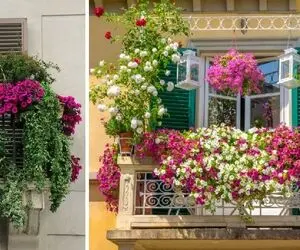تراسی که آفتاب میخوره چه گیاهان آپارتمانی خوبه؟ اینا تو نور عشق میکنن پا میشن قر میدن
