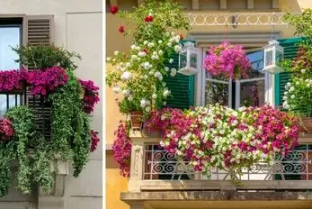 تراسی که آفتاب میخوره چه گیاهان آپارتمانی خوبه؟ اینا تو نور عشق میکنن پا میشن قر میدن