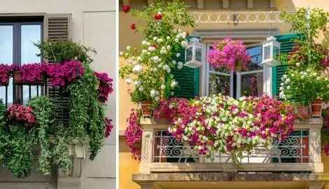 تراسی که آفتاب میخوره چه گیاهان آپارتمانی خوبه؟ اینا تو نور عشق میکنن پا میشن قر میدن