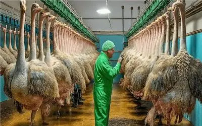 فرآوری شترمرغ؛ بعد مثله کردن شترمرغ گوشتش صادر میشه تخمش چراغ خواب پولدارا