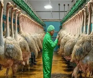 فرآوری شترمرغ؛ بعد مثله کردن شترمرغ گوشتش صادر میشه تخمش چراغ خواب پولدارا