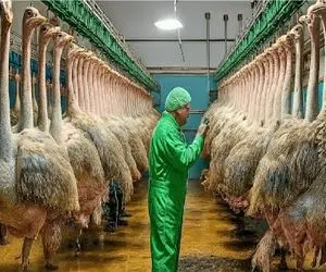 فرآوری شترمرغ؛ بعد مثله کردن شترمرغ گوشتش صادر میشه تخمش چراغ خواب پولدارا