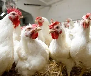 قیمت مرغ زنده امروز چهارشنبه 8 بهمن 99